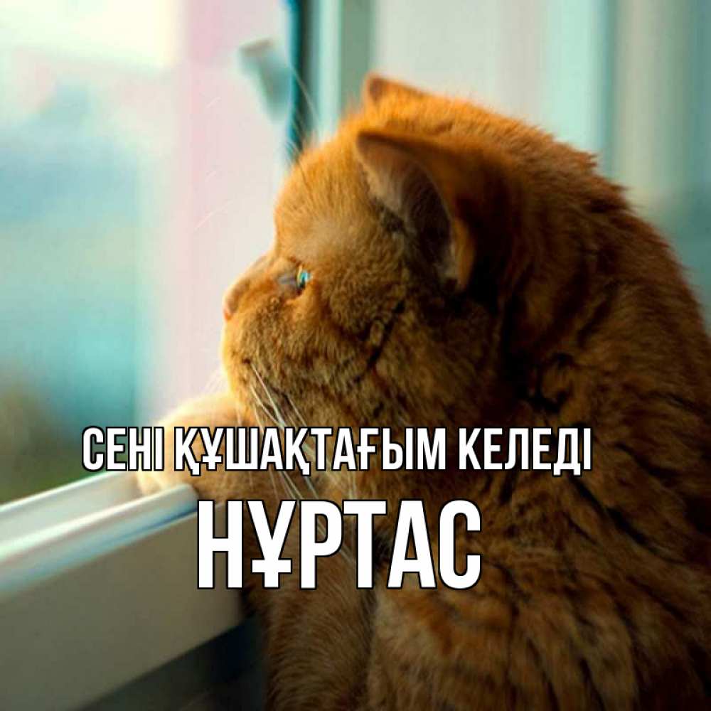 Күн сайын ашық хат с именем, НҰРТАС сені құшақтағым келеді большой огромный рыжий котяра Онлайн тегін жүктеп алу тілектері бар керемет карта 