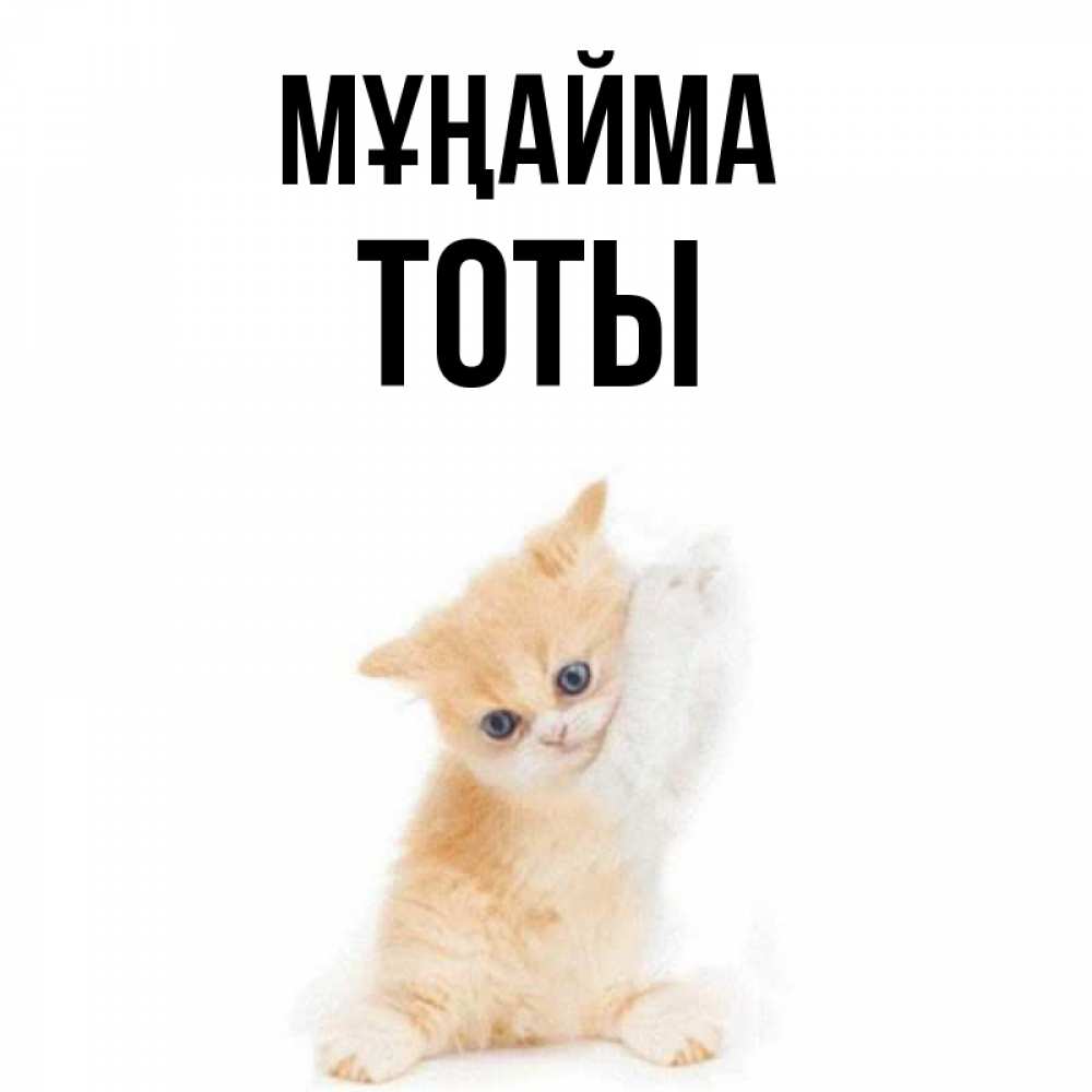 Күн сайын ашық хат с именем, ТОТЫ Мұңайма просящий кот Онлайн тегін жүктеп алу тілектері бар керемет карта 