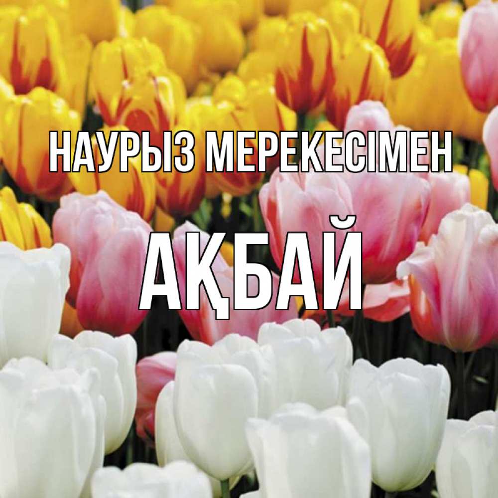 Күн сайын ашық хат с именем, Ақбай Наурыз мерекесімен разноцветные цветы Онлайн тегін жүктеп алу тілектері бар керемет карта 