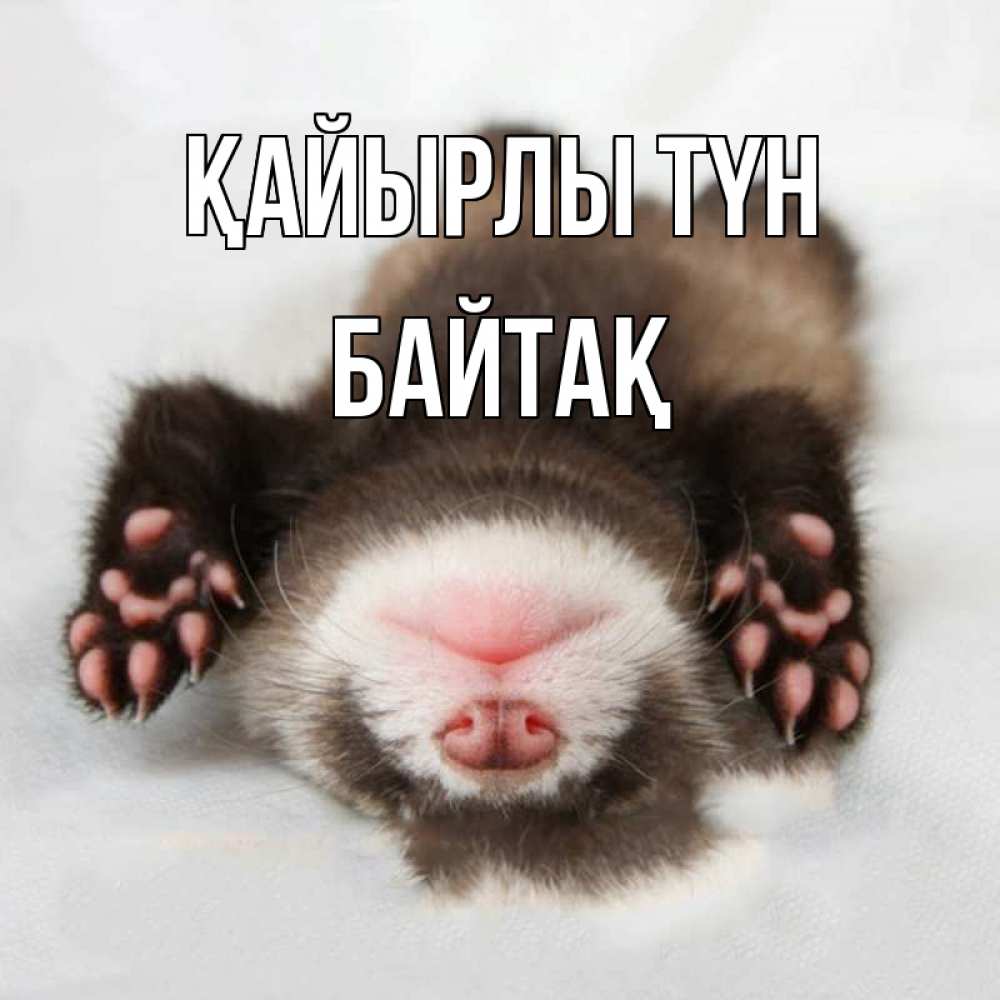 Күн сайын ашық хат с именем, Байтақ Қайырлы түн зверек Онлайн тегін жүктеп алу тілектері бар керемет карта 