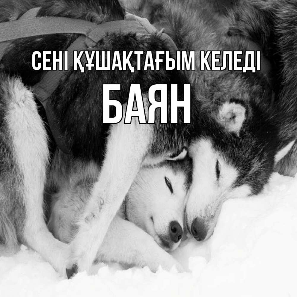 Күн сайын ашық хат с именем, Баян сені құшақтағым келеді собачки в упряжке Онлайн тегін жүктеп алу тілектері бар керемет карта 