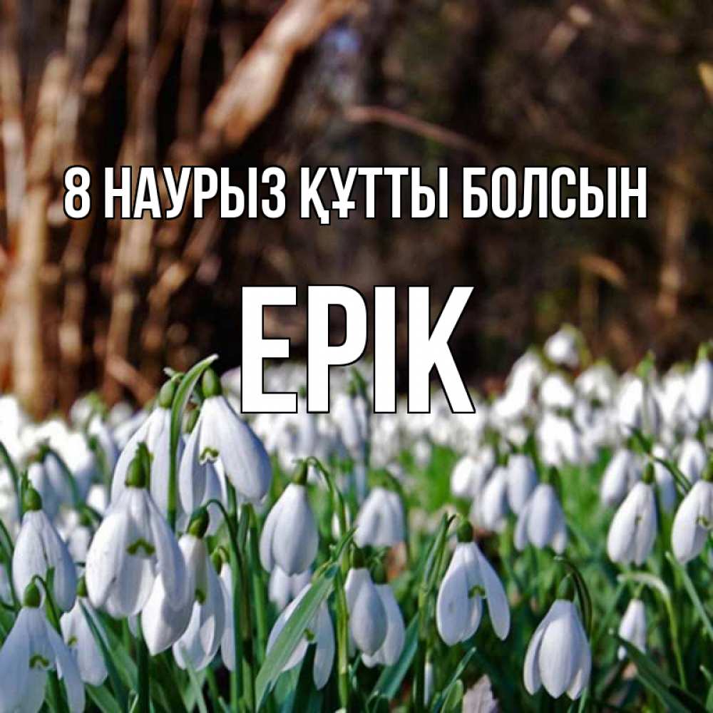 Күн сайын ашық хат с именем, Ерік 8 наурыз құтты болсын с подснежниками 1 Онлайн тегін жүктеп алу тілектері бар керемет карта 