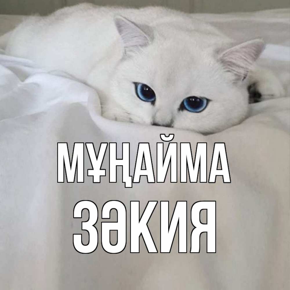 Күн сайын ашық хат с именем, ЗӘКИЯ Мұңайма белый кот с голубыми глазами на белоснежной кровати Онлайн тегін жүктеп алу тілектері бар керемет карта 