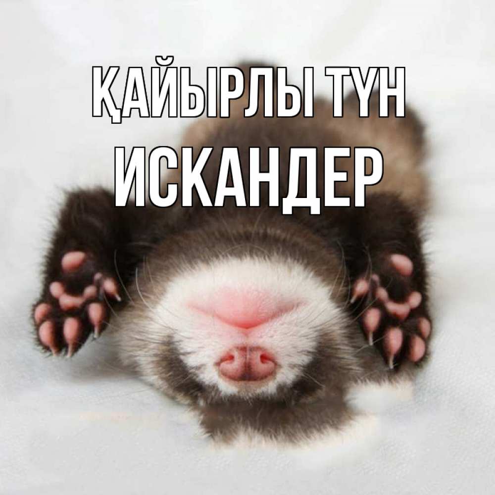 Күн сайын ашық хат с именем, Искандер Қайырлы түн зверек Онлайн тегін жүктеп алу тілектері бар керемет карта 
