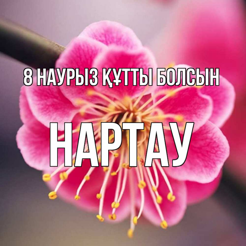 Күн сайын ашық хат с именем, НАРТАУ 8 наурыз құтты болсын цветы Онлайн тегін жүктеп алу тілектері бар керемет карта 