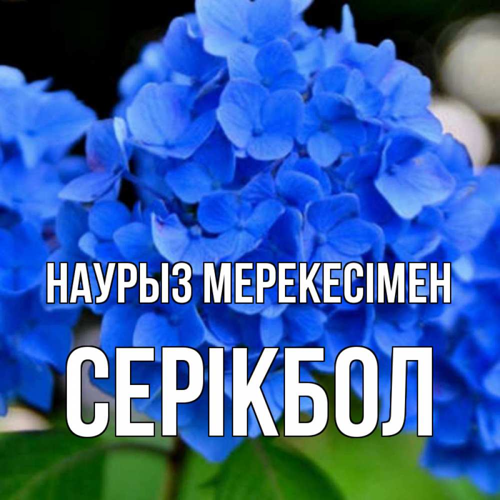 Күн сайын ашық хат с именем, СЕРІКБОЛ Наурыз мерекесімен синие цветы Онлайн тегін жүктеп алу тілектері бар керемет карта 