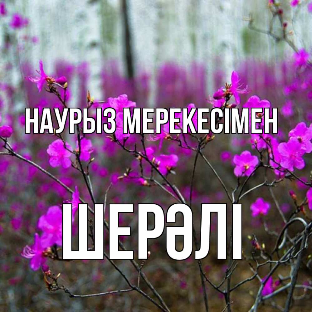 Күн сайын ашық хат с именем, ШЕРӘЛІ Наурыз мерекесімен дикие цветы Онлайн тегін жүктеп алу тілектері бар керемет карта 