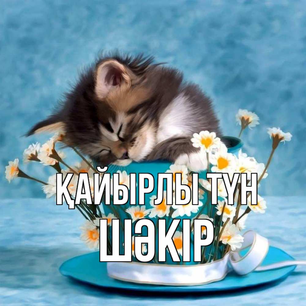 Күн сайын ашық хат с именем, ШӘКІР Қайырлы түн котенок спит в кружке с блюдцем Онлайн тегін жүктеп алу тілектері бар керемет карта 