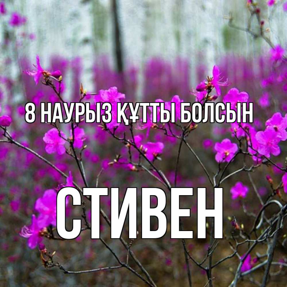 Күн сайын ашық хат с именем, Стивен 8 наурыз құтты болсын дикие цветы Онлайн тегін жүктеп алу тілектері бар керемет карта 