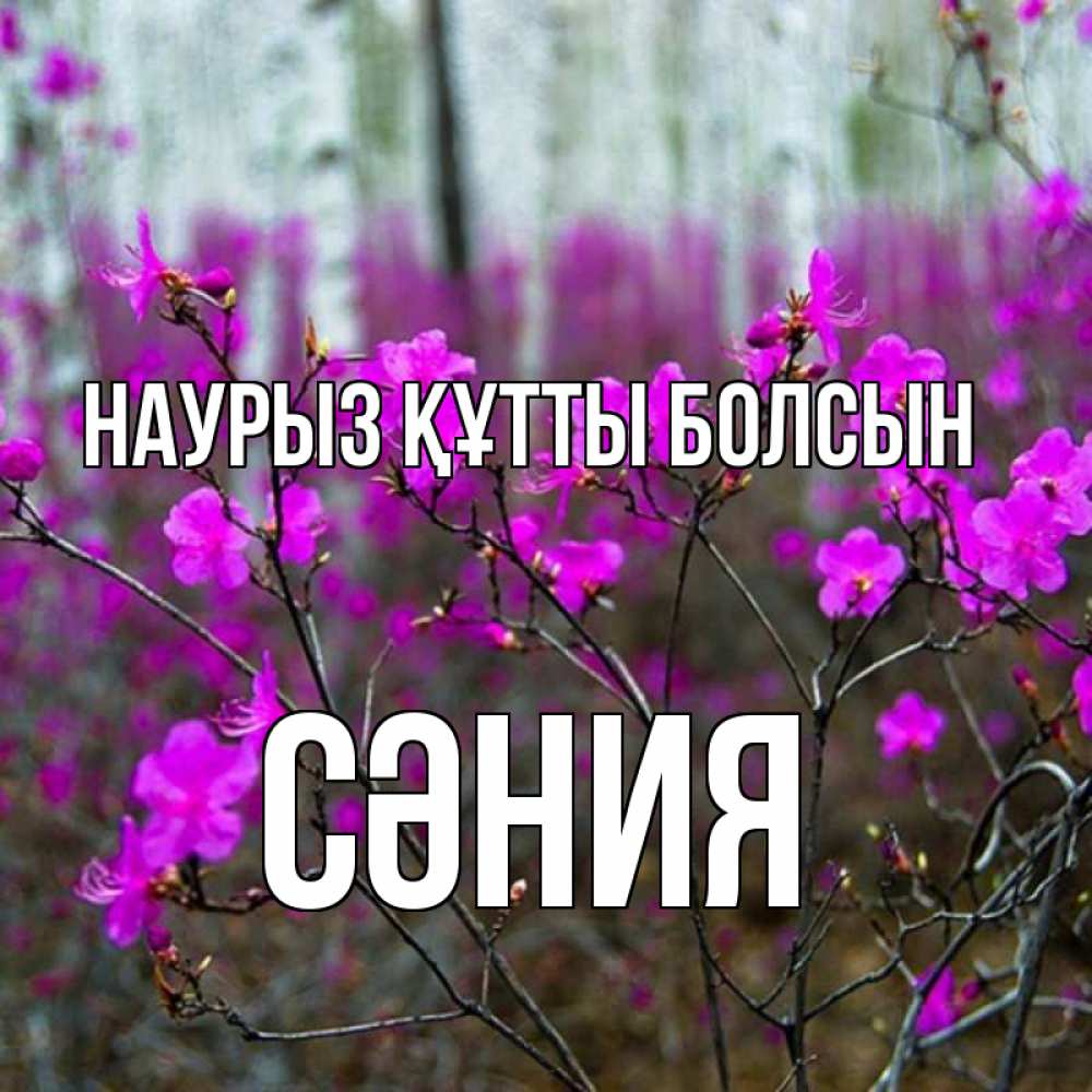 Күн сайын ашық хат с именем, СӘНИЯ Наурыз құтты болсын дикие цветы Онлайн тегін жүктеп алу тілектері бар керемет карта 