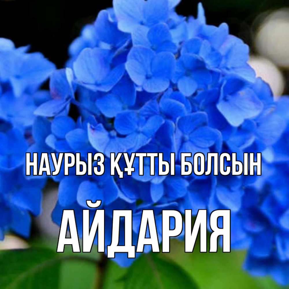 Күн сайын ашық хат с именем, АЙДАРИЯ Наурыз құтты болсын синие цветы Онлайн тегін жүктеп алу тілектері бар керемет карта 