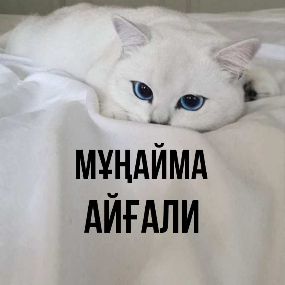 Күн сайын ашық хат с именем, Айғали Мұңайма Голубоглазая кошка Онлайн тегін жүктеп алу тілектері бар керемет карта 