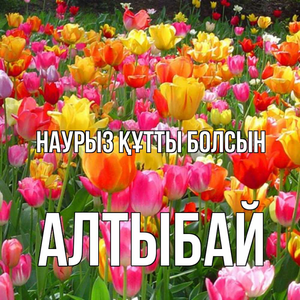 Күн сайын ашық хат с именем, Алтыбай Наурыз құтты болсын на наурыз  ура ура Онлайн тегін жүктеп алу тілектері бар керемет карта 