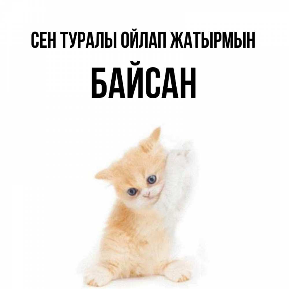 Күн сайын ашық хат с именем, Байсан Сен туралы ойлап жатырмын зверушки и милота Онлайн тегін жүктеп алу тілектері бар керемет карта 