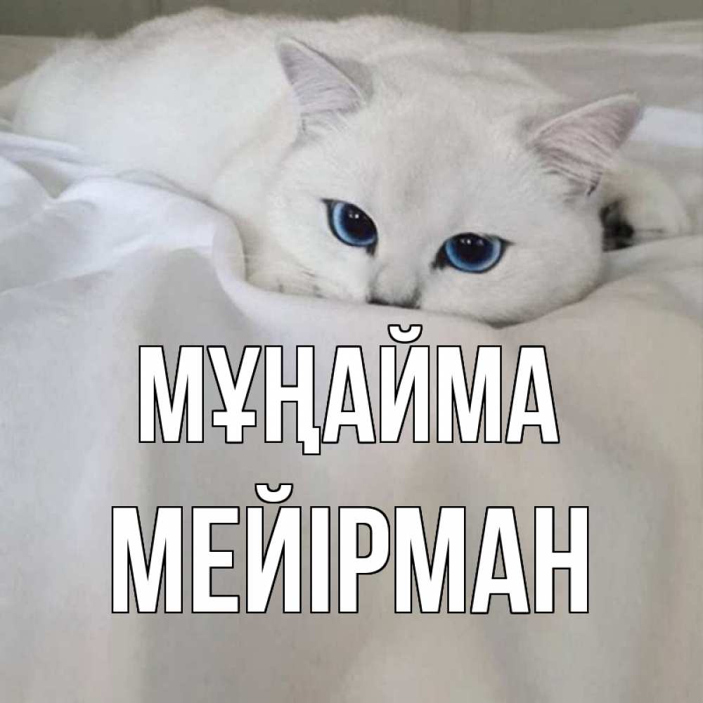 Күн сайын ашық хат с именем, МЕЙІРМАН Мұңайма белый кот с голубыми глазами на белоснежной кровати Онлайн тегін жүктеп алу тілектері бар керемет карта 