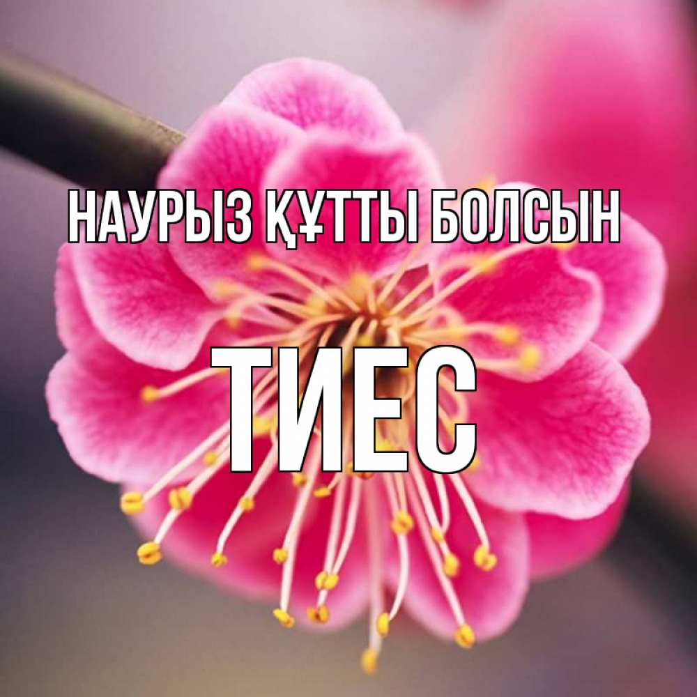 Күн сайын ашық хат с именем, ТИЕС Наурыз құтты болсын цветы Онлайн тегін жүктеп алу тілектері бар керемет карта 