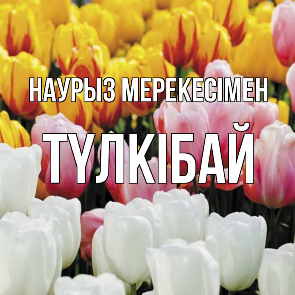 Күн сайын ашық хат с именем, ТҮЛКІБАЙ Наурыз мерекесімен разноцветные цветы Онлайн тегін жүктеп алу тілектері бар керемет карта 