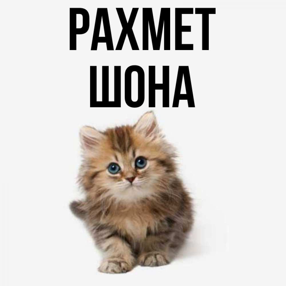 Күн сайын ашық хат с именем, ШОНА рахмет пушистый котик Онлайн тегін жүктеп алу тілектері бар керемет карта 