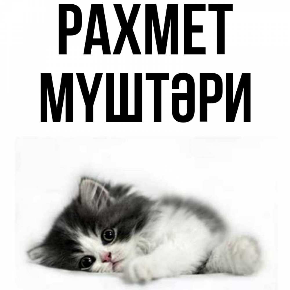 Күн сайын ашық хат с именем, МҮШТӘРИ рахмет черный и белый кот Онлайн тегін жүктеп алу тілектері бар керемет карта 