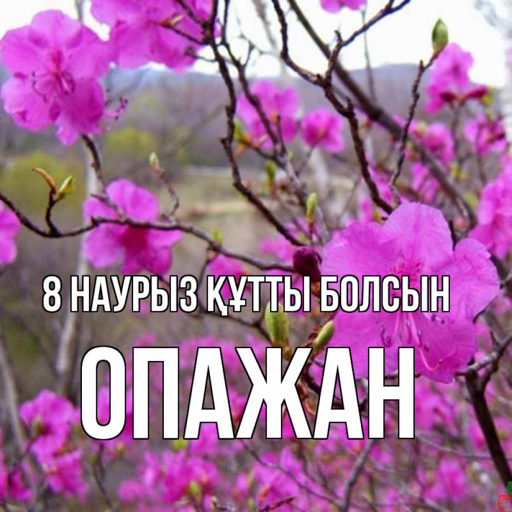 Күн сайын ашық хат с именем, ОПАЖАН 8 наурыз құтты болсын международный женский день Онлайн тегін жүктеп алу тілектері бар керемет карта 