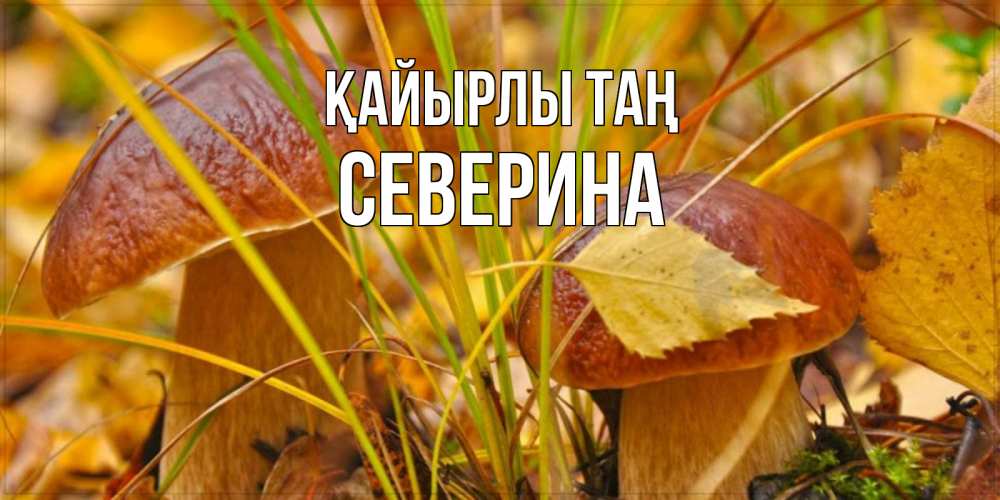 Күн сайын ашық хат с именем, Северина Қайырлы таң осенние грибы Онлайн тегін жүктеп алу тілектері бар керемет карта 