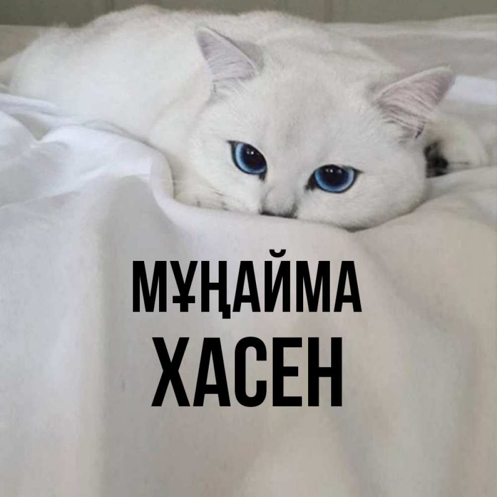 Күн сайын ашық хат с именем, ХАСЕН Мұңайма Голубоглазая кошка Онлайн тегін жүктеп алу тілектері бар керемет карта 