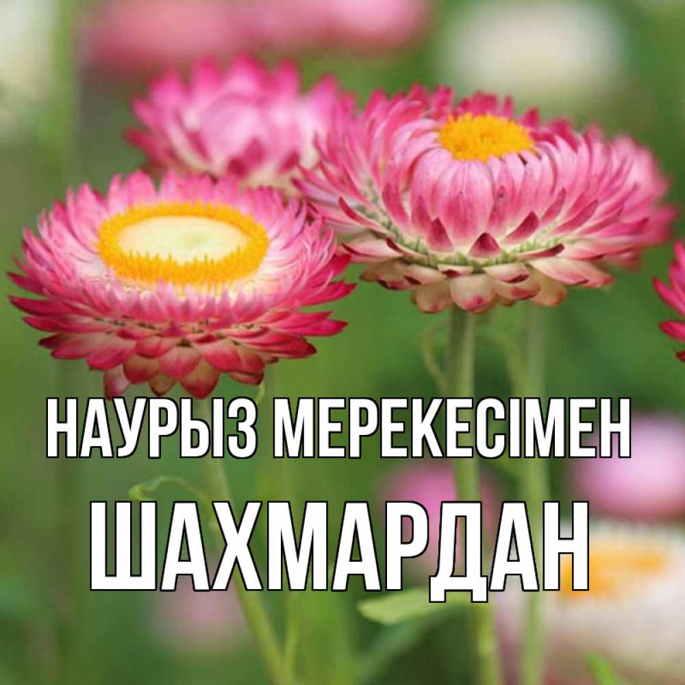 Күн сайын ашық хат с именем, ШАХМАРДАН Наурыз мерекесімен подарок на международный женский день Онлайн тегін жүктеп алу тілектері бар керемет карта 