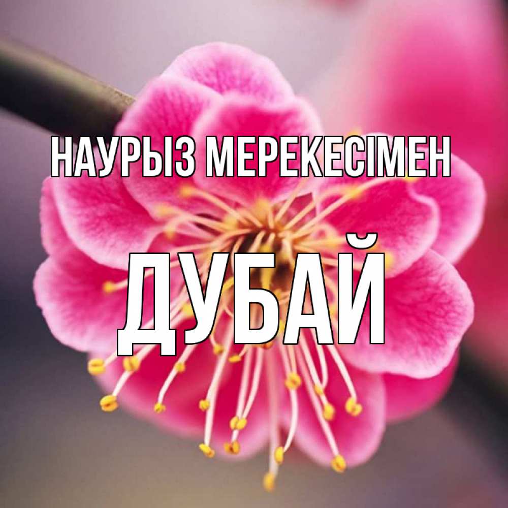 Күн сайын ашық хат с именем, Дубай Наурыз мерекесімен цветы Онлайн тегін жүктеп алу тілектері бар керемет карта 