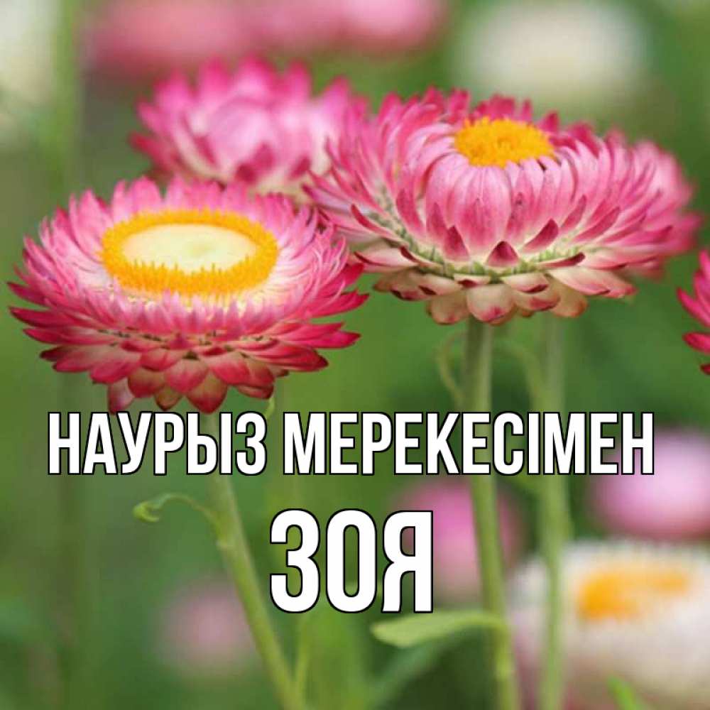 Күн сайын ашық хат с именем, Зоя Наурыз мерекесімен подарок на международный женский день Онлайн тегін жүктеп алу тілектері бар керемет карта 