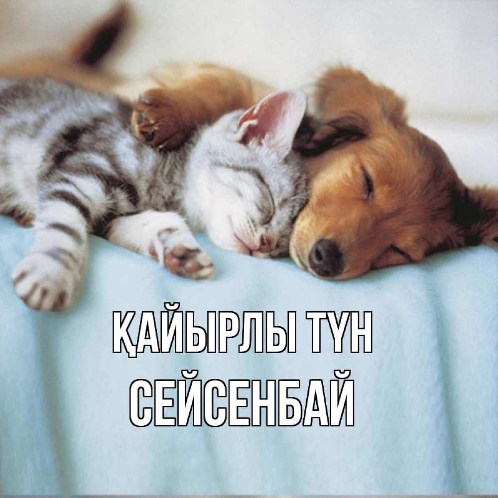 Күн сайын ашық хат с именем, СЕЙСЕНБАЙ Қайырлы түн с животными Онлайн тегін жүктеп алу тілектері бар керемет карта 
