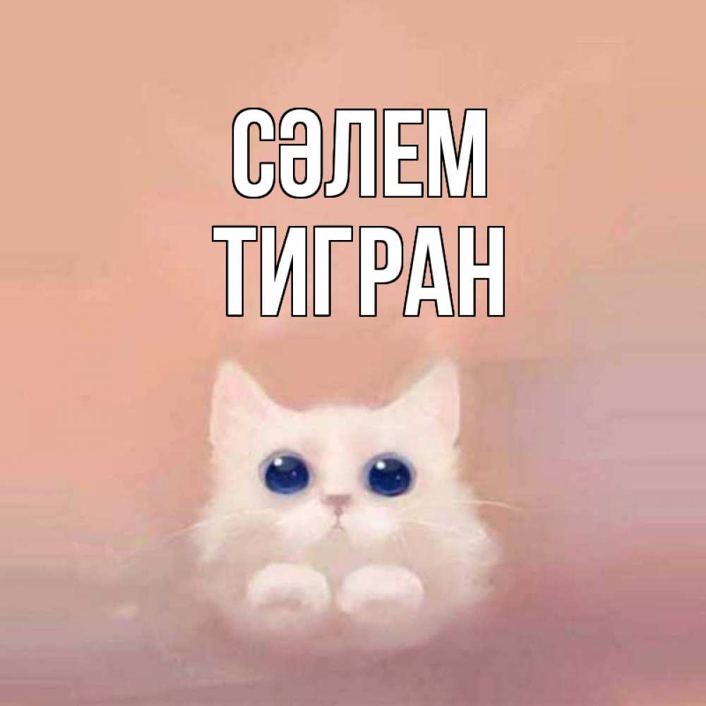 Күн сайын ашық хат с именем, Тигран Сәлем котик белый в полете Онлайн тегін жүктеп алу тілектері бар керемет карта 