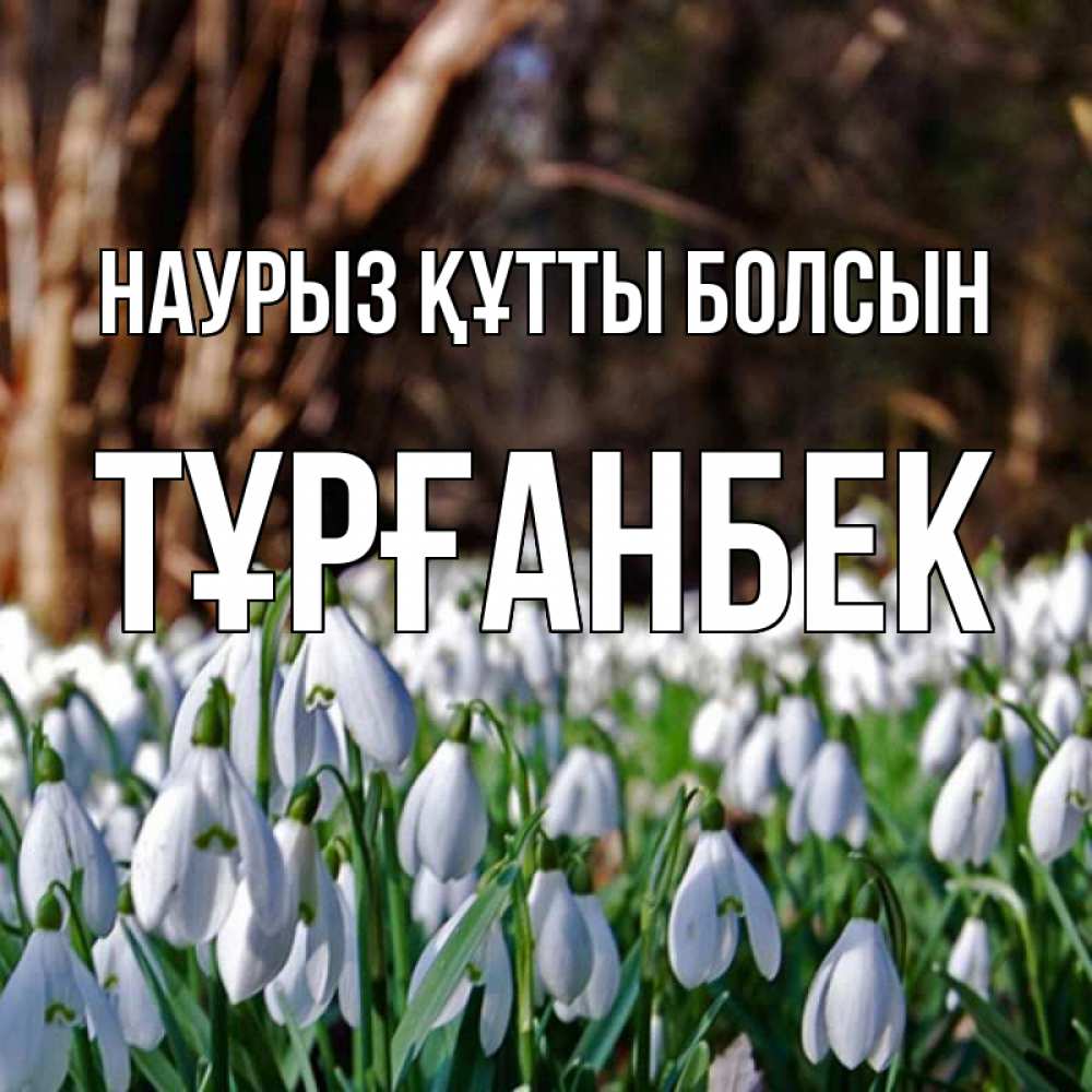 Күн сайын ашық хат с именем, ТҰРҒАНБЕК Наурыз құтты болсын с подснежниками 1 Онлайн тегін жүктеп алу тілектері бар керемет карта 