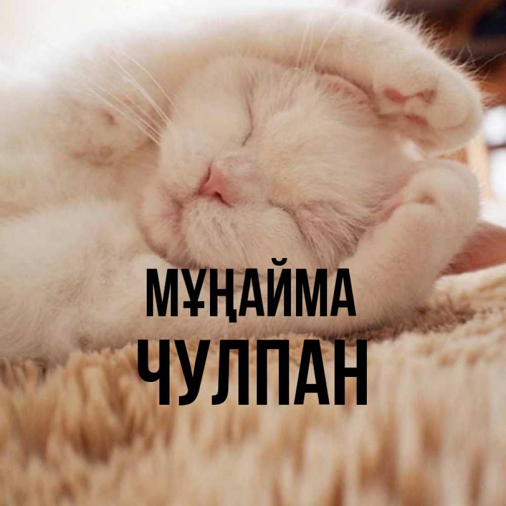Күн сайын ашық хат с именем, Чулпан Мұңайма Котенок спит Онлайн тегін жүктеп алу тілектері бар керемет карта 