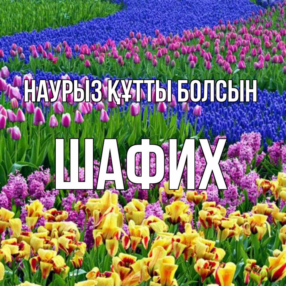 Күн сайын ашық хат с именем, ШАФИХ Наурыз құтты болсын цветы Онлайн тегін жүктеп алу тілектері бар керемет карта 