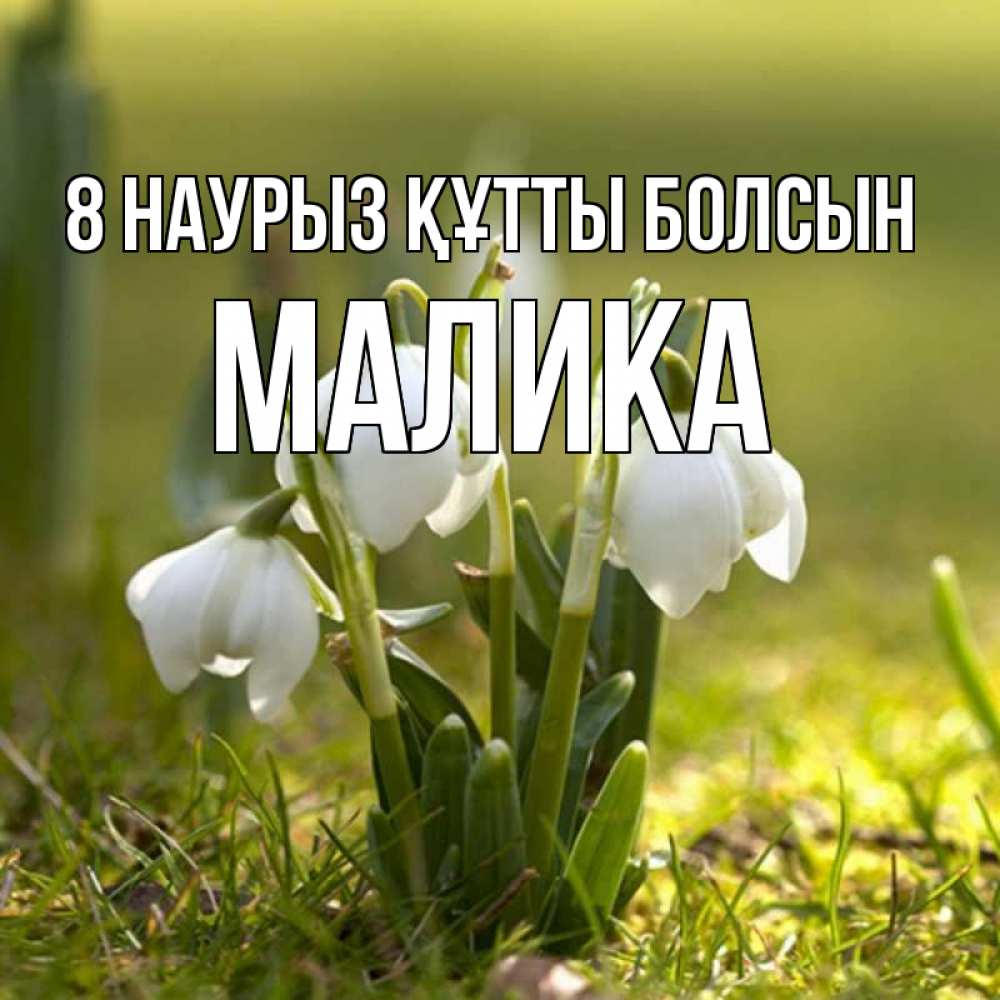 Күн сайын ашық хат с именем, Малика 8 наурыз құтты болсын ранние цветы 2 Онлайн тегін жүктеп алу тілектері бар керемет карта 