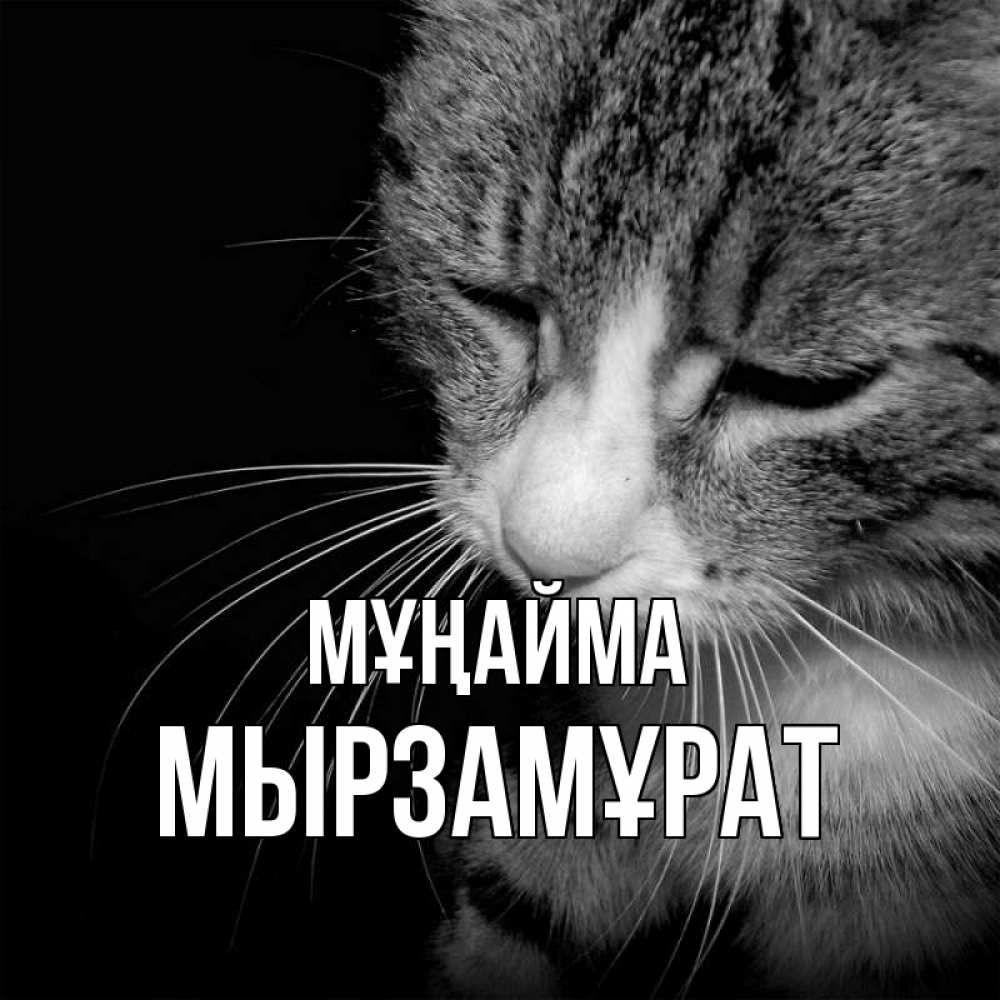 Күн сайын ашық хат с именем, Мырзамұрат Мұңайма грустный котик Онлайн тегін жүктеп алу тілектері бар керемет карта 