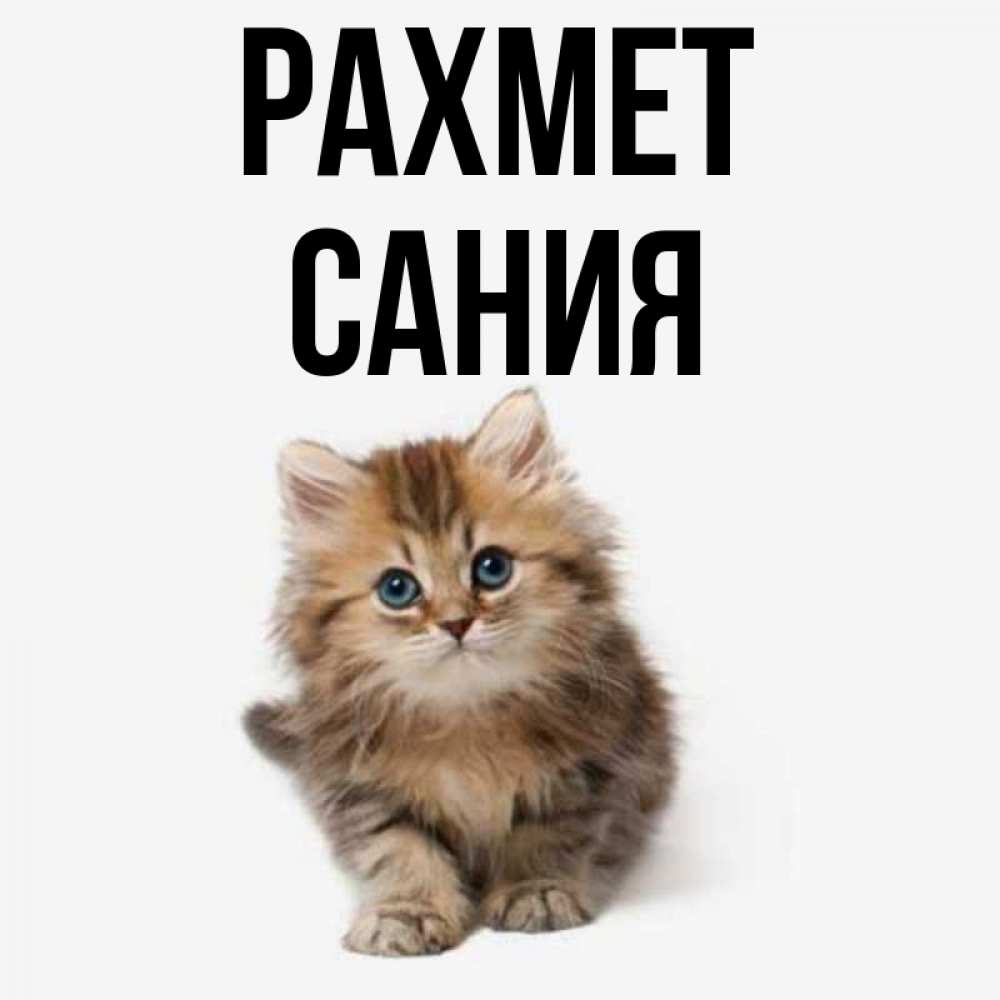 Күн сайын ашық хат с именем, Сания рахмет пушистый котик Онлайн тегін жүктеп алу тілектері бар керемет карта 