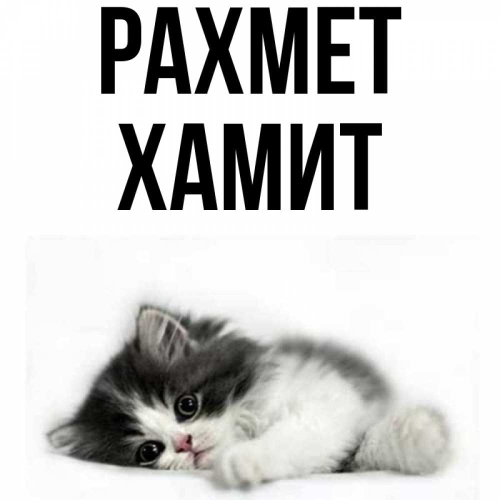 Күн сайын ашық хат с именем, ХАМИТ рахмет черный и белый кот Онлайн тегін жүктеп алу тілектері бар керемет карта 
