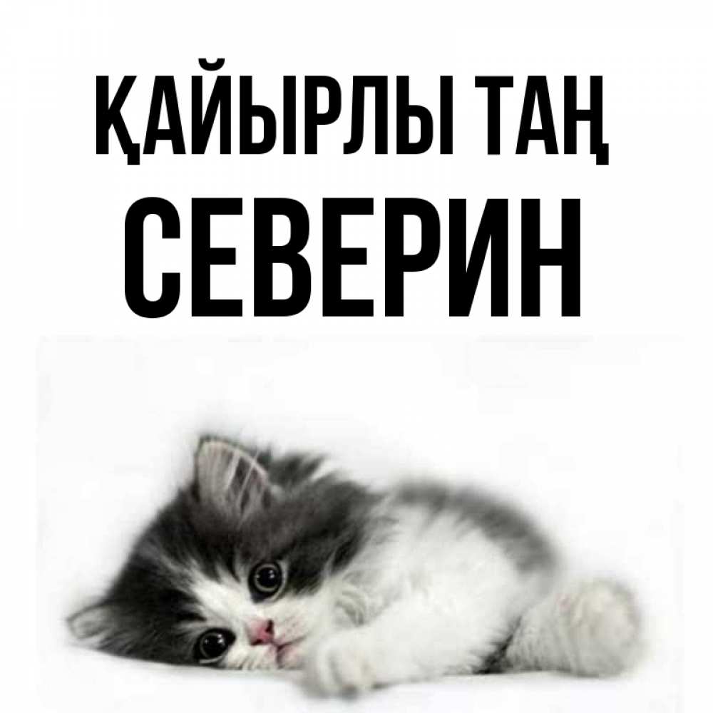 Күн сайын ашық хат с именем, Северин Қайырлы таң кот лапки Онлайн тегін жүктеп алу тілектері бар керемет карта 