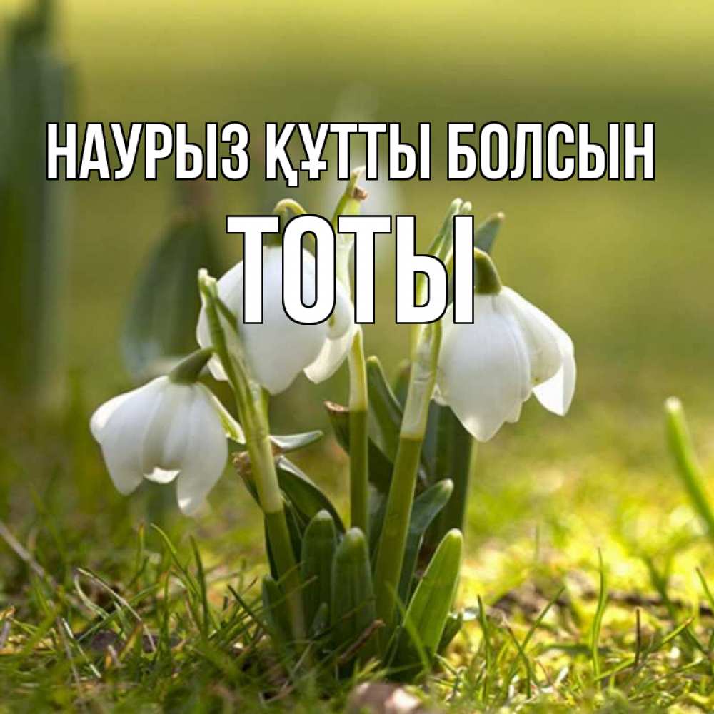Күн сайын ашық хат с именем, ТОТЫ Наурыз құтты болсын ранние цветы 2 Онлайн тегін жүктеп алу тілектері бар керемет карта 