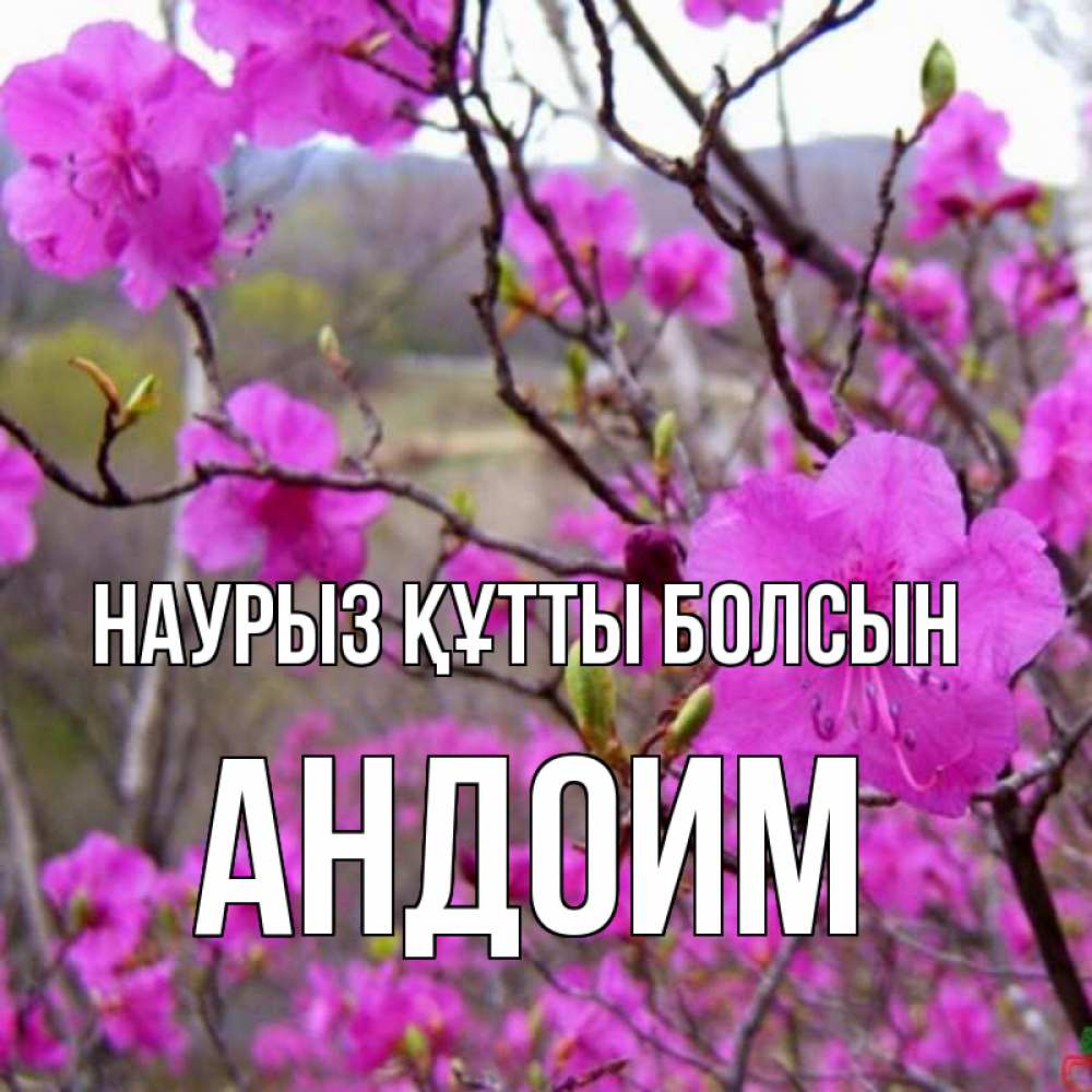 Күн сайын ашық хат с именем, Андоим Наурыз құтты болсын наурыз мейрамы кутты болсын Онлайн тегін жүктеп алу тілектері бар керемет карта 