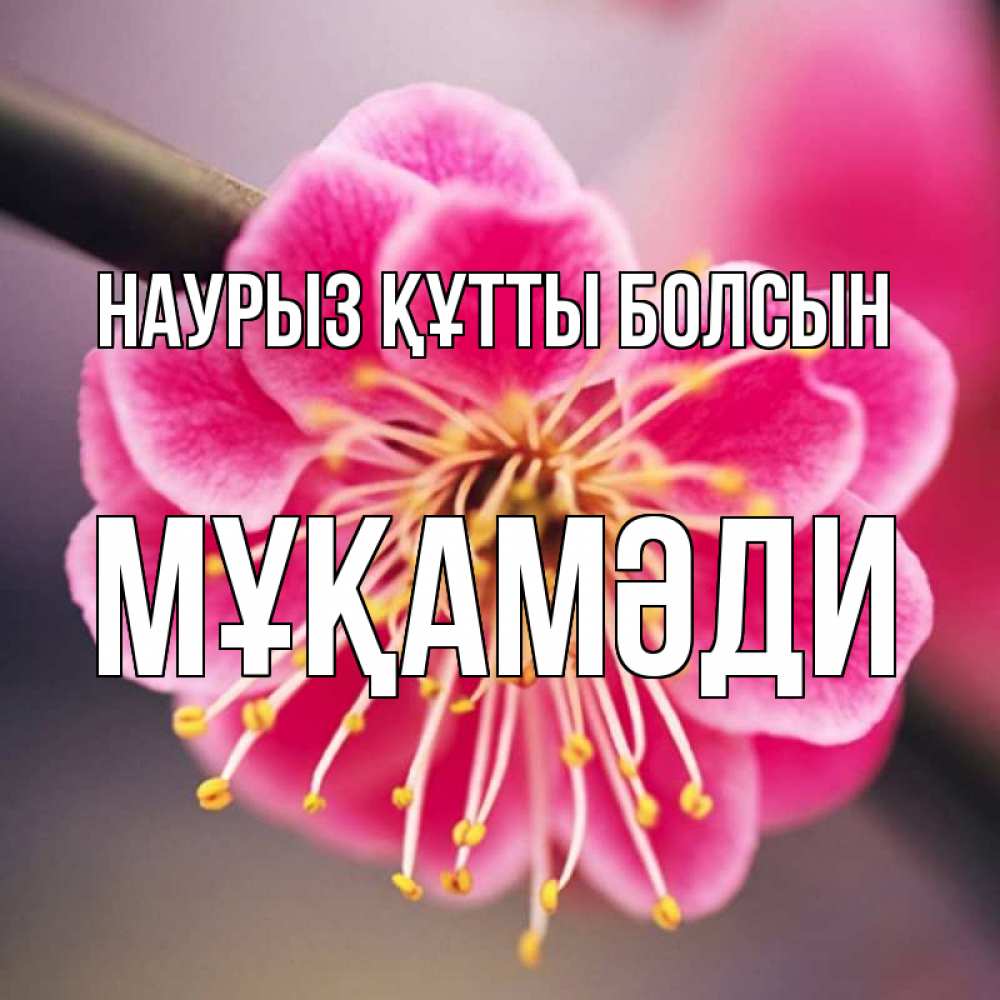 Күн сайын ашық хат с именем, МҰҚАМӘДИ Наурыз құтты болсын цветы Онлайн тегін жүктеп алу тілектері бар керемет карта 