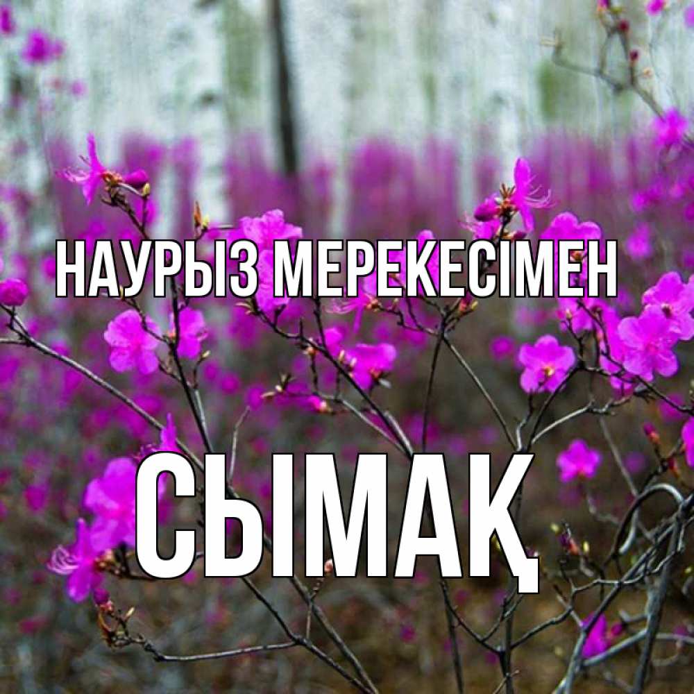 Күн сайын ашық хат с именем, СЫМАҚ Наурыз мерекесімен дикие цветы Онлайн тегін жүктеп алу тілектері бар керемет карта 