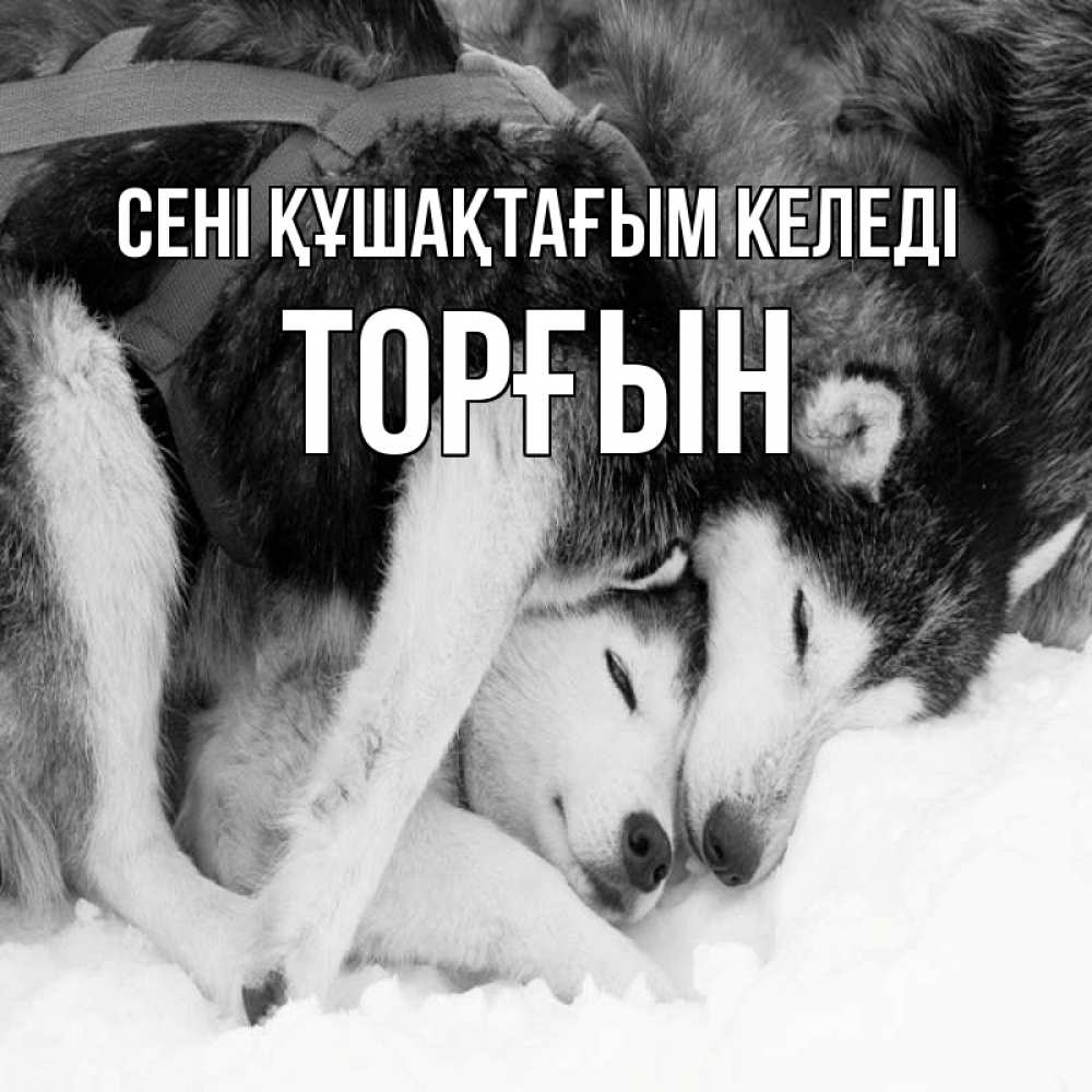 Күн сайын ашық хат с именем, ТОРҒЫН сені құшақтағым келеді собачки в упряжке Онлайн тегін жүктеп алу тілектері бар керемет карта 