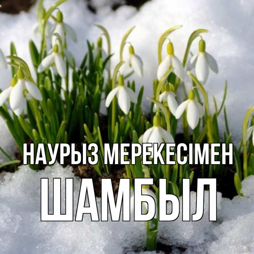 Күн сайын ашық хат с именем, ШАМБЫЛ Наурыз мерекесімен цветы весенние Онлайн тегін жүктеп алу тілектері бар керемет карта 