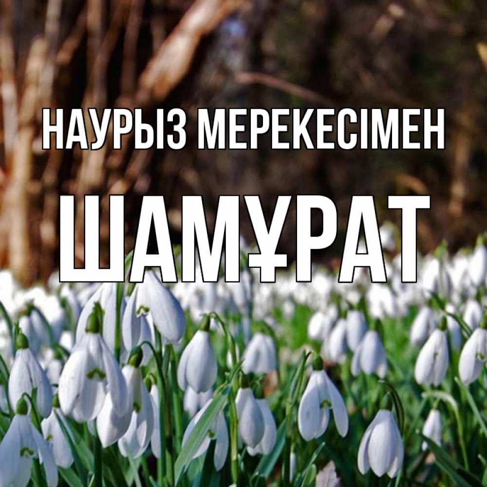 Күн сайын ашық хат с именем, ШАМҰРАТ Наурыз мерекесімен с подснежниками 1 Онлайн тегін жүктеп алу тілектері бар керемет карта 