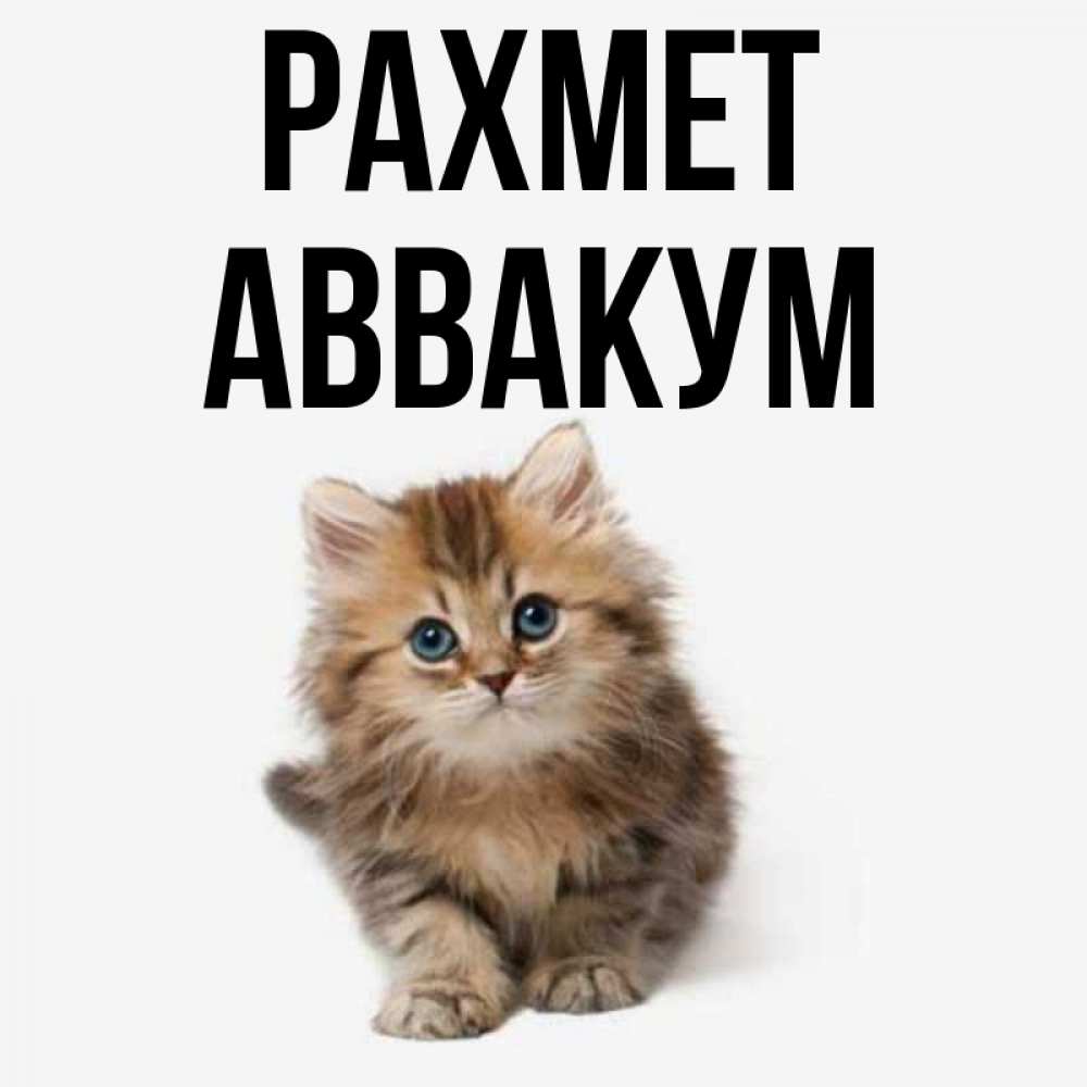 Күн сайын ашық хат с именем, Аввакум рахмет пушистый котик Онлайн тегін жүктеп алу тілектері бар керемет карта 