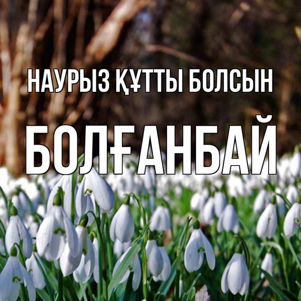 Күн сайын ашық хат с именем, Болғанбай Наурыз құтты болсын с подснежниками 1 Онлайн тегін жүктеп алу тілектері бар керемет карта 