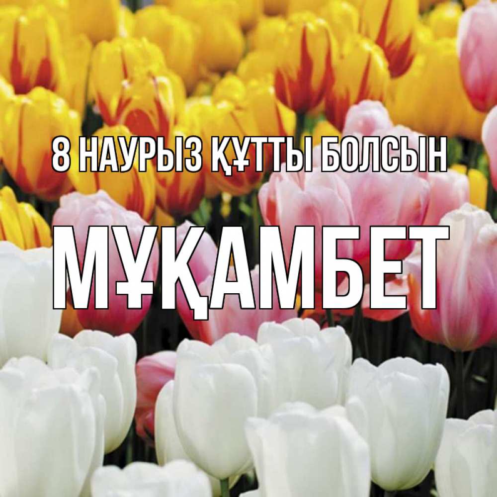 Күн сайын ашық хат с именем, МҰҚАМБЕТ 8 наурыз құтты болсын разноцветные цветы Онлайн тегін жүктеп алу тілектері бар керемет карта 