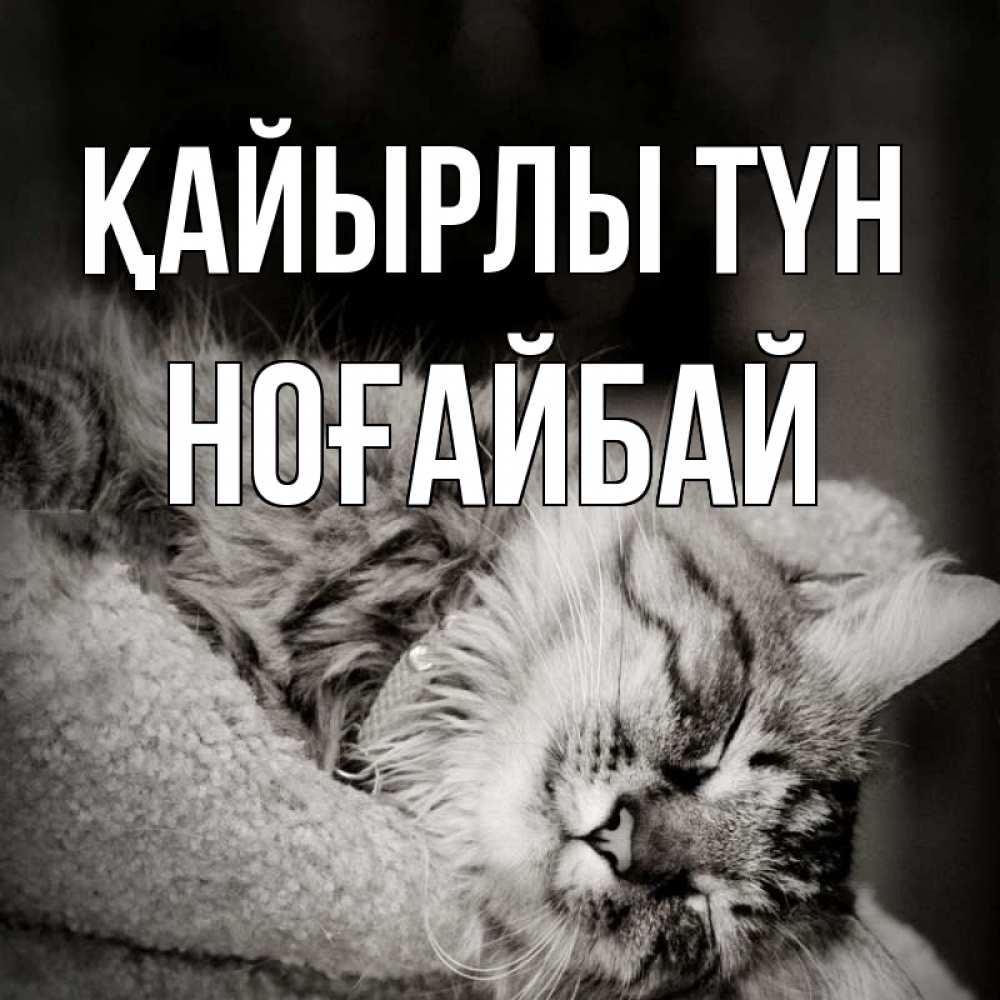 Күн сайын ашық хат с именем, НОҒАЙБАЙ Қайырлы түн котярик пушистый Онлайн тегін жүктеп алу тілектері бар керемет карта 